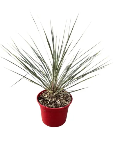 Cordyline 'Pink champagne' (Cordyline australis) — photo 2