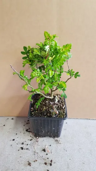 Poivre du sichuan (Zanthoxylum beecheyanum) — jeune arbuste au feuillage vert en pot plastique · Godet