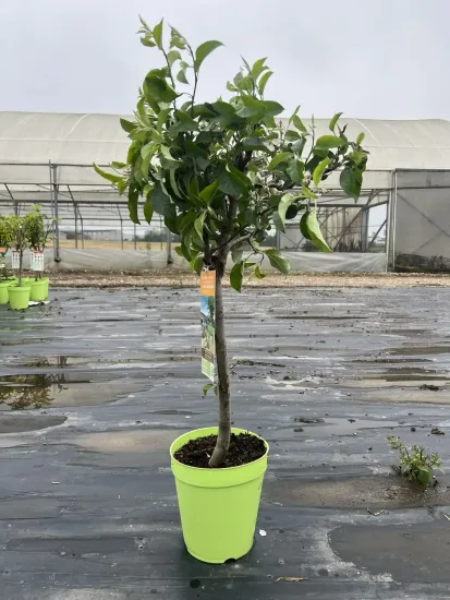 Pommier nain — Pot 5L