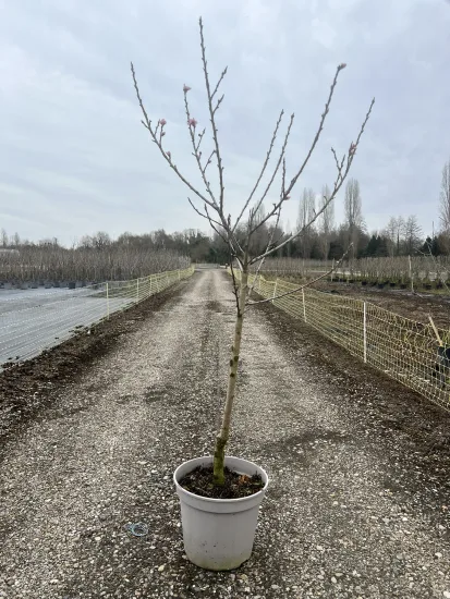 Nectarinier 'Fantasia' — Pot 12L Gobelet