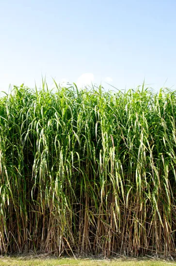 Miscanthe, MISCANTHUS sinensis, herbe à éléphant, roseau de chine