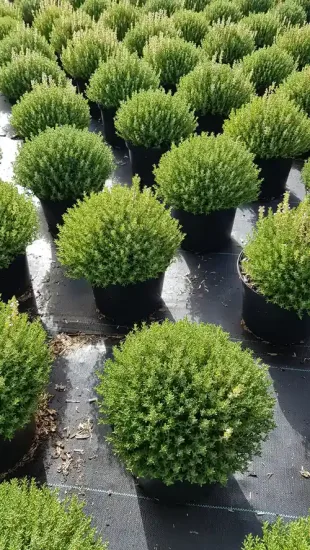 Thym 'Compactus' — Pot 2.5L Touffe