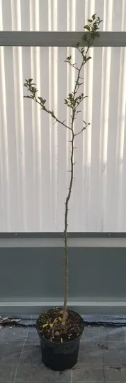 Citrange 'Carrizo' (Citrus sinensis) — jeune plant épineux dressé en pot · Pot 5L Baliveau