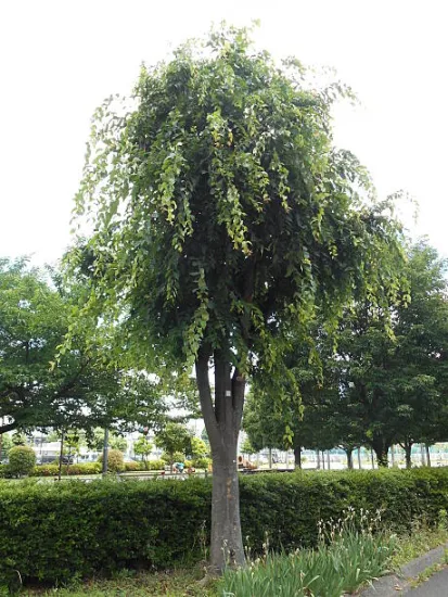 Orme lutèce 'Lutece'