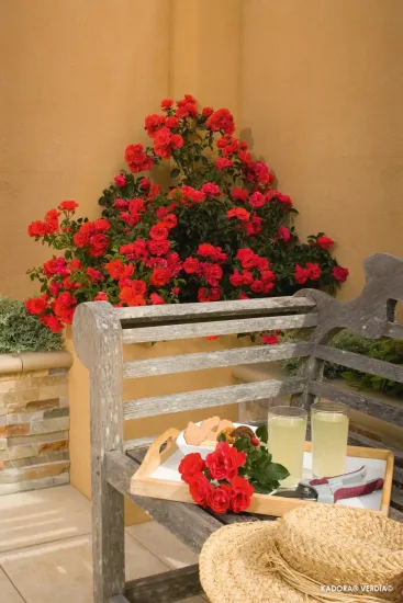 Rosier 'Kadora '