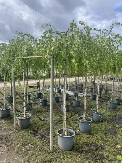 Bouleau verruqueux 'Youngii' — Pot 30L Tige 10/12