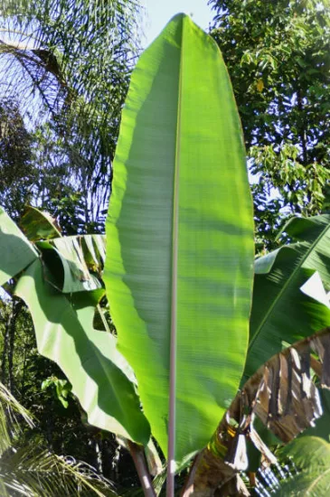 Bananier japonais 'Mekong giant'