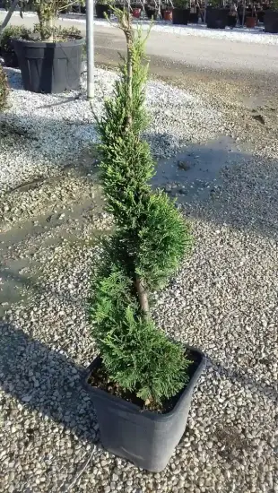 Cyprès de Leyland (Cupressocyparis leylandii) — arbuste persistant taillé en spirale en pot · Pot 15L