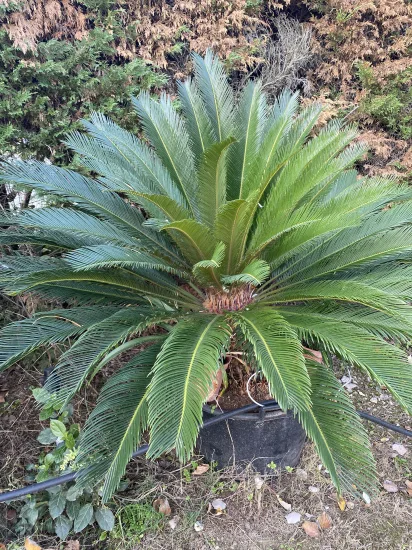 Cycas du Japon — Pot 50L