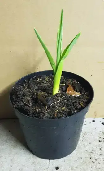 Ail d'ornement 'Silver spring' — Pot 1.5L