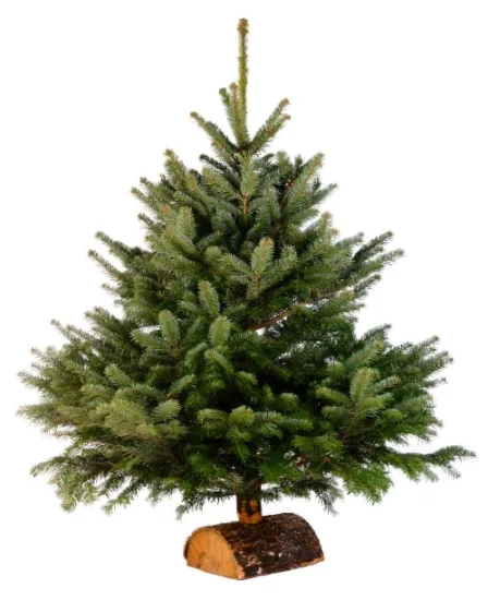 Sapin du caucase