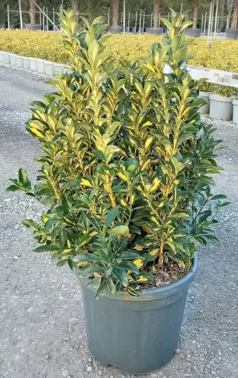 Fusain du japon 'Duc d anjou' (Euonymus japonicus) — arbuste dense au feuillage panaché vert et jaune · Pot 10L