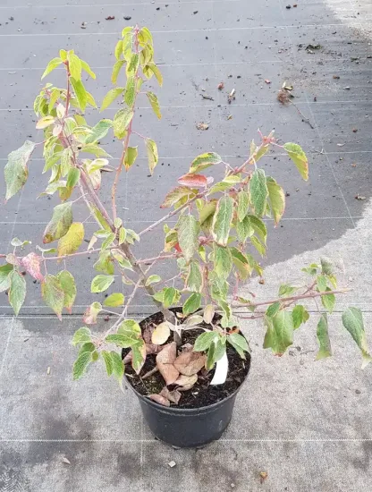 Baie de maqui 'Variegata' — Pot 3L