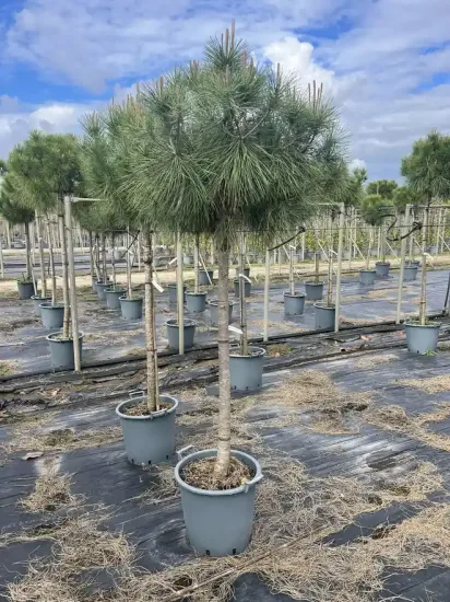 Pin parasol — Pot 35L