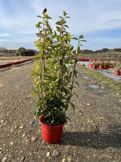 Laurier-tin 'Giganteum' (Viburnum tinus) — jeune arbuste en pot sur terrain de pépinière · Pot 4L