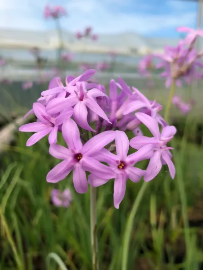 Tulbaghie violette