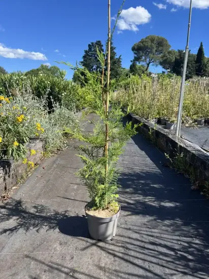 Cyprès de Leyland — Lot de 20