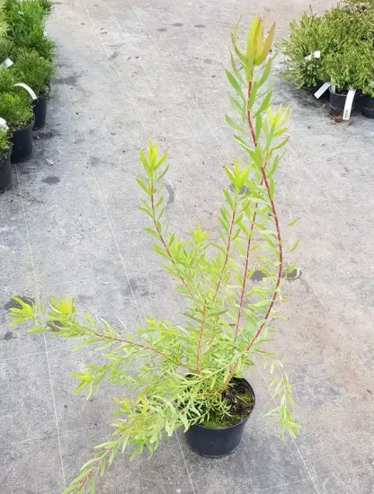 Leucadendron 'Cream delight' (Leucadendron salignum) — jeune arbuste à feuilles étroites vert clair en pot · Pot 2.5L Touffe