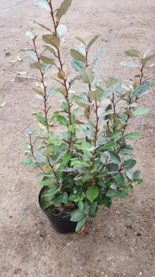 Chalef de ebbing (Elaeagnus ebbingei) — arbuste dense aux feuilles ovales vert gris en pot · Pot 8L Touffe