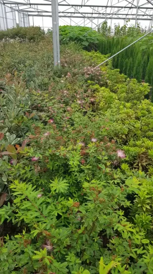 Calliandra Dixie Pink (Calliandra surinamensis) — massif de jeunes arbustes aux pompons roses délicats · Pot 8L