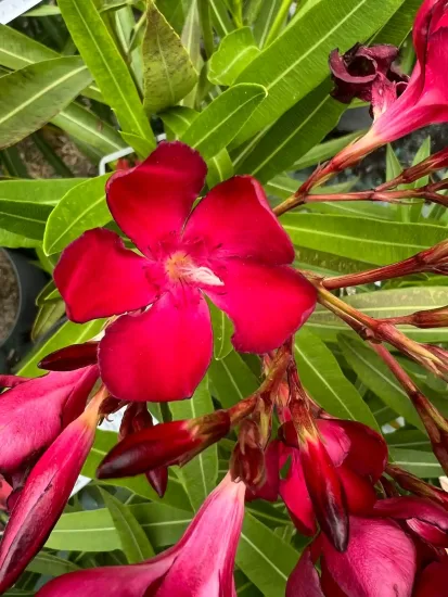 Laurier rose 'Emile Sahut' (Nerium oleander) — photo 3