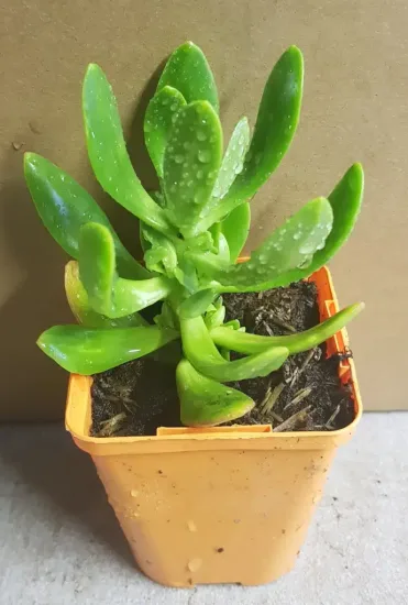 Orpin élevé (Sedum praealtum) — jeune plante succulente verte en pot plastique · Godet