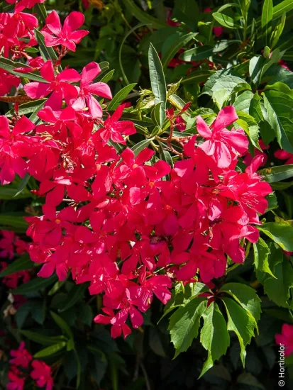 Laurier rose 'Jannoch'
