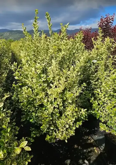 Troène doré de californie 'Aureum' (Ligustrum ovalifolium) — arbuste au feuillage panaché en rangs serrés · Pot 35L