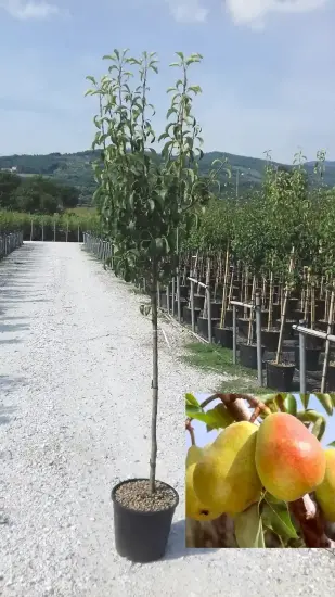 Poirier 'Doyenne du comice' (Pyrus communis) — jeune arbre en pot et fruits matures en médaillon · Pot 18L