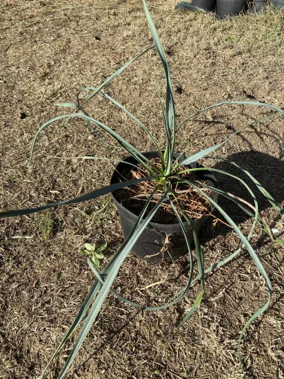 Yucca Rostrata — Pot 5L