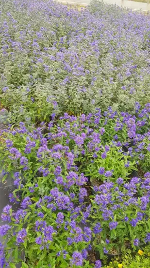 Caryopteris Grand Bleu (Caryopteris clandonensis) — massif de petites fleurs violettes et feuillage vert · Pot 3L