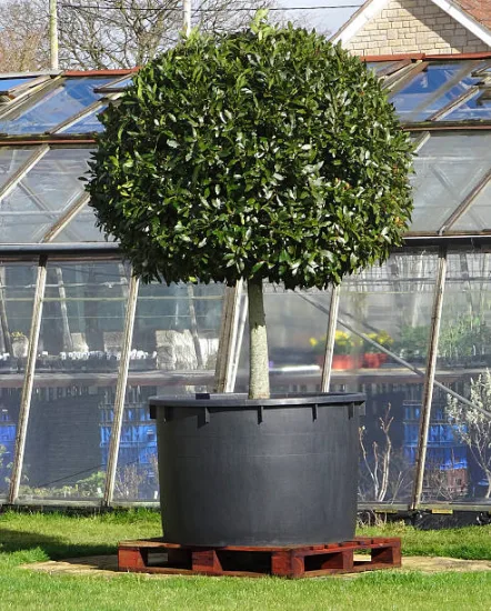 Houx crénelé nain 'Luxus globe'