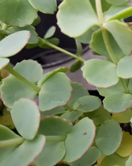 Sédum de siebold 'Combo pink' (Sedum sieboldii)
