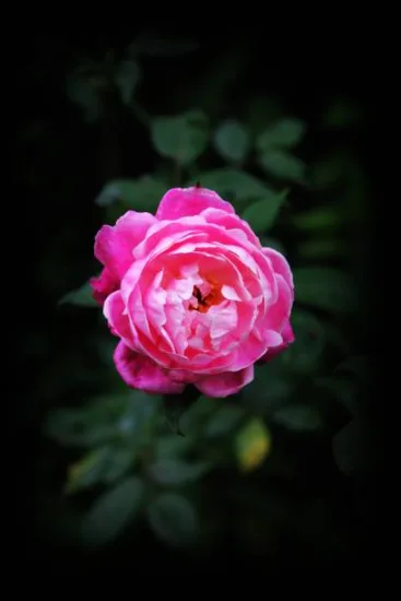 Pivoine 'Neon rose etamine jaune