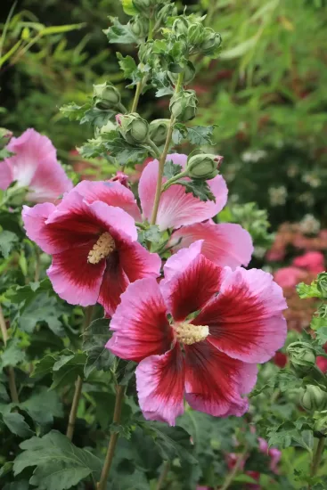 Althéa 'Hibisa cocktail'