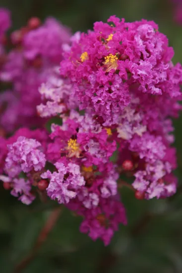 Lilas des indes 'Enduring fuchsia' (Lagerstroemia indica) — photo 2