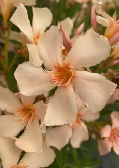 Laurier rose 'Angiolo pucci'