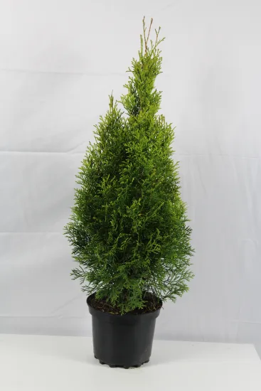 Thuya émeraude 'Emeraude' — Pot 5L