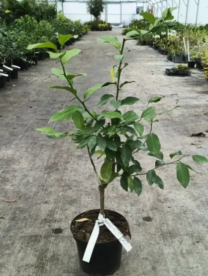 Citron Main de Bouddha — Pot 5L Touffe