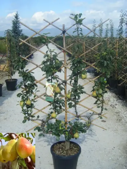 Poirier 'Doyenne du comice' (Pyrus communis) — arbre palissé en pot avec nombreux fruits jaunes · Pot 35L