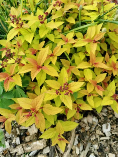 Spirée du japon 'Magic carpet'