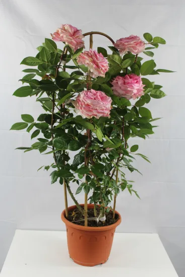 Rosier 'Shirley ' — Pot 6L