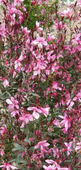 Gaura 'Light pink''