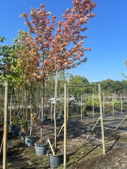 Érable rouge 'Autumn blaze' (Acer freemanii) — jeune arbre en pot tuteuré en pépinière · Pot 30L Tige 10/12