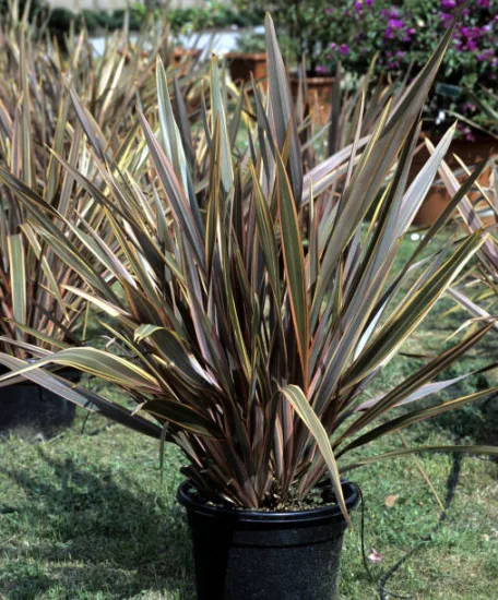 Lin de nouvelle-zélande 'Rotundifolia' (Phormium atropurpureum)