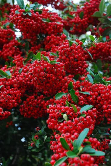 Buisson-ardent 'Rouge cadrou'