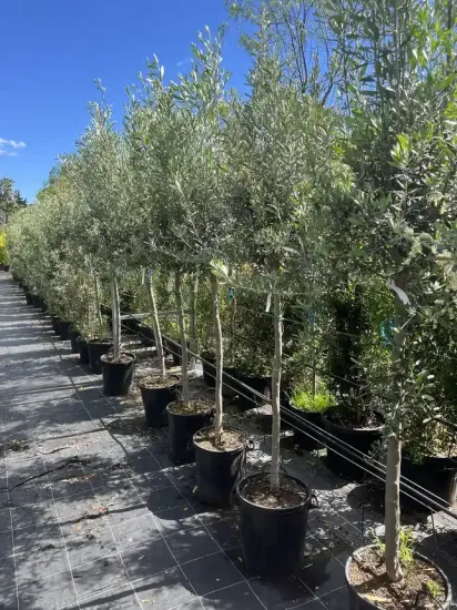 Olivier d'europe — Pot 35L Tige