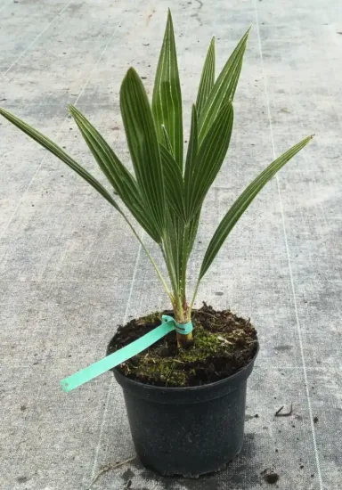 Palmier nain (Chamaerops humilis) — jeune plant dressé en pot plastique noir · Pot 2.5L