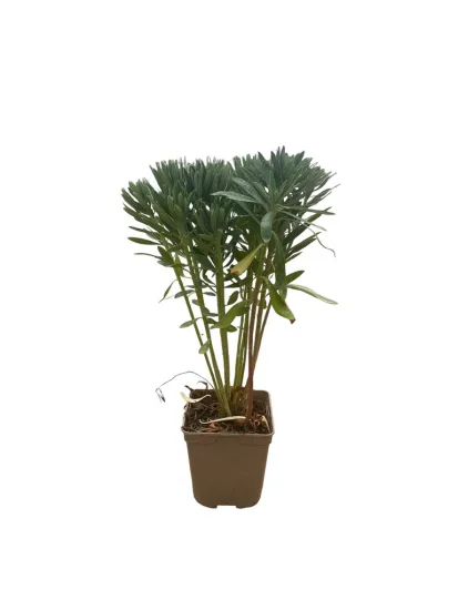 Euphorbia characias 'wulfenii'