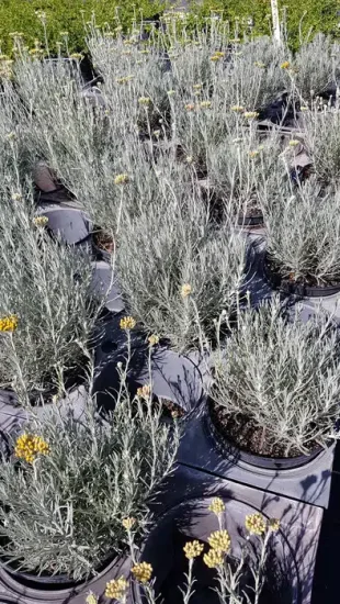 Plante curry 'Ssp serotinum' (Helichrysum italicum) — rangées de touffes gris argenté aux petites fleurs jaunes · Pot 3L Touffe